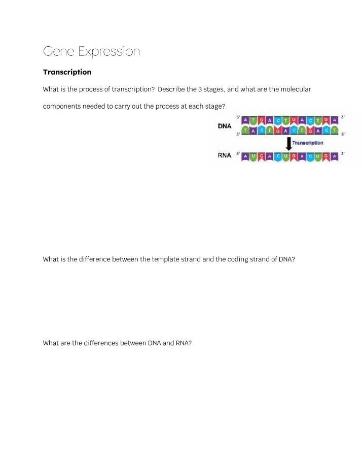 Gene Expression - Transcription, Translation, and Mutations