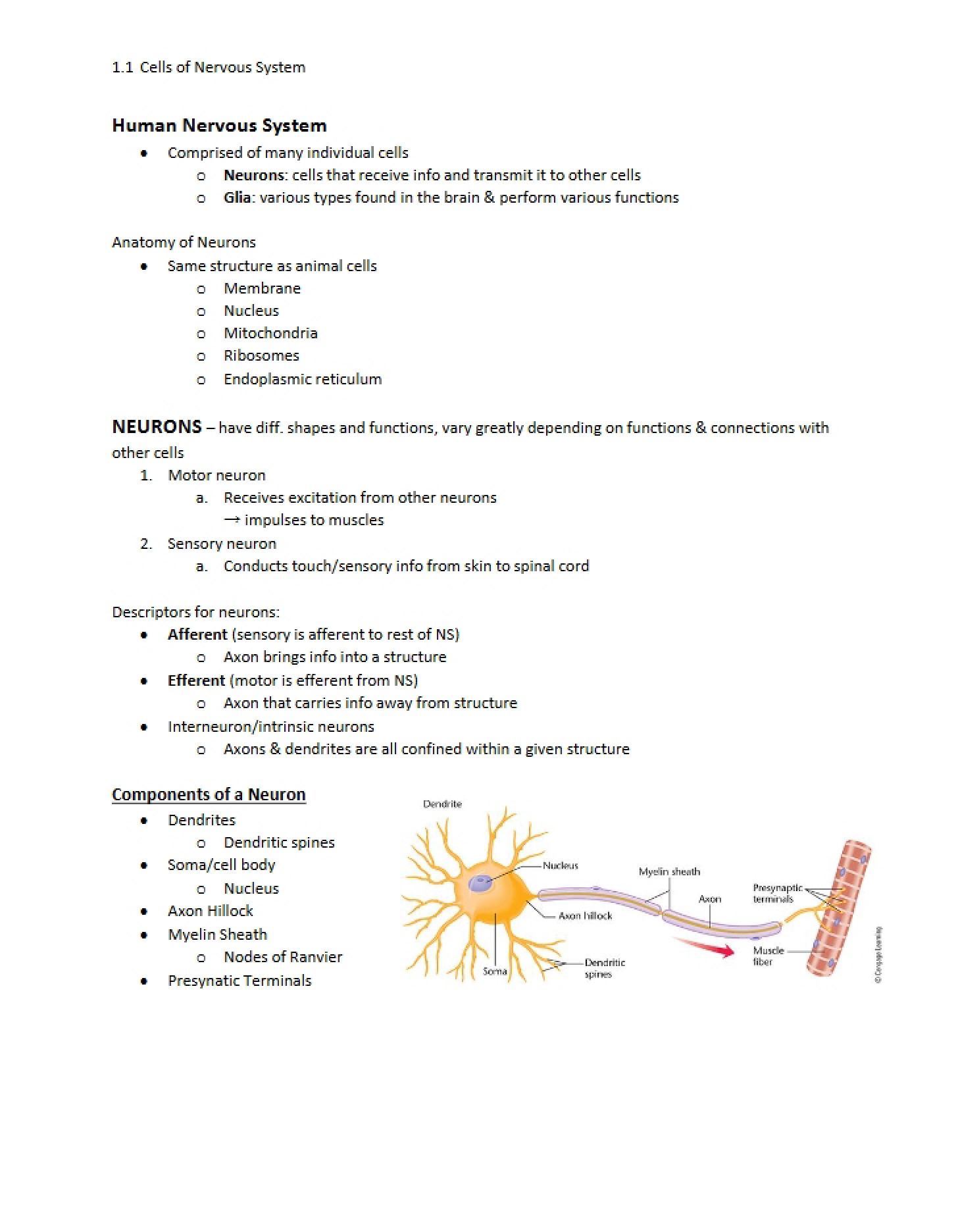 Nervous System of Humans