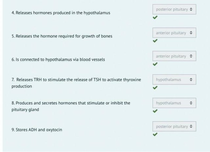 Pituitary Gland Hormones and Functions