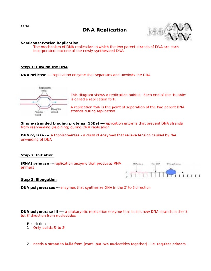 Answers for DNA Replication Worksheet