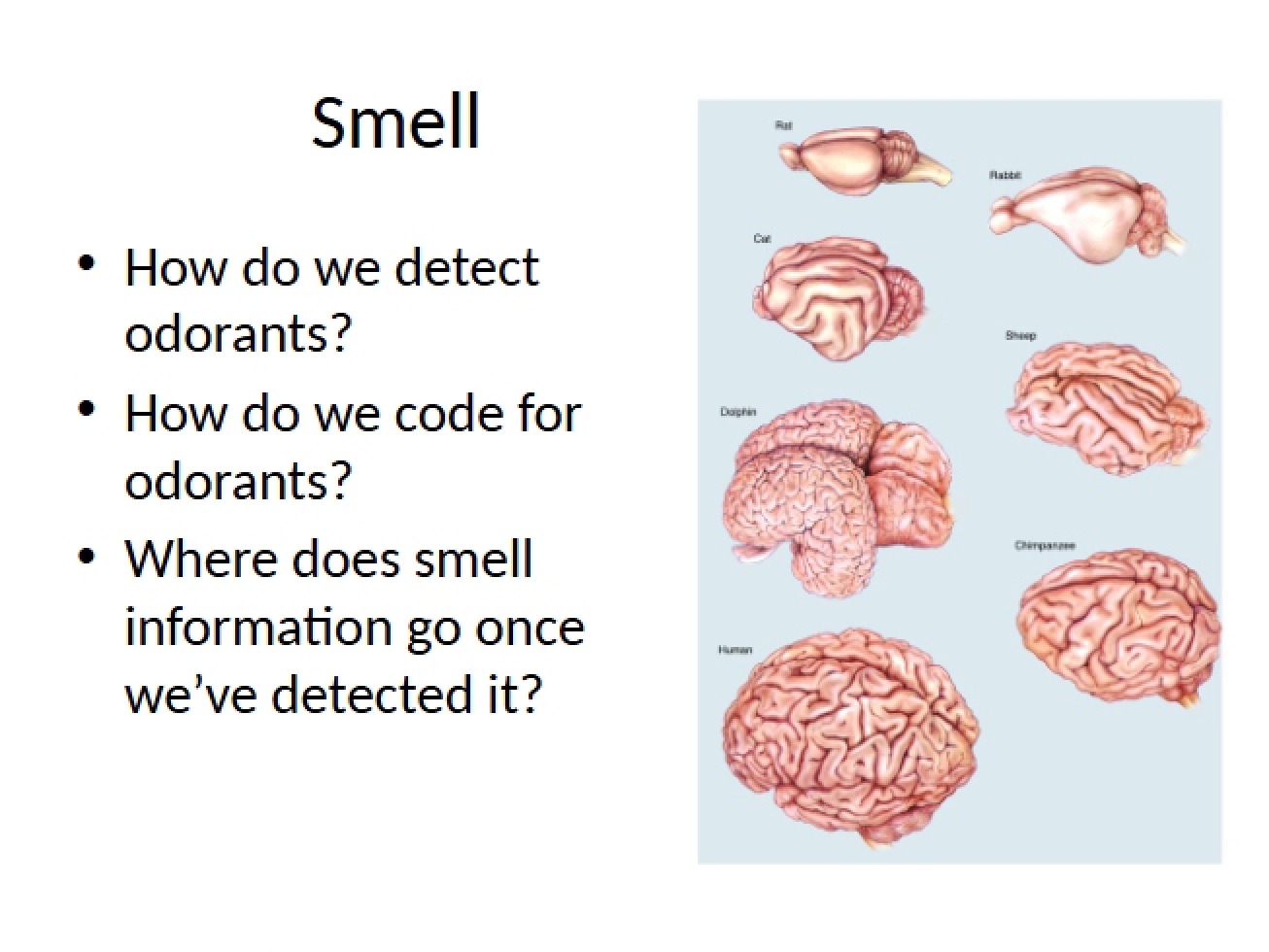 Smell and Olfaction