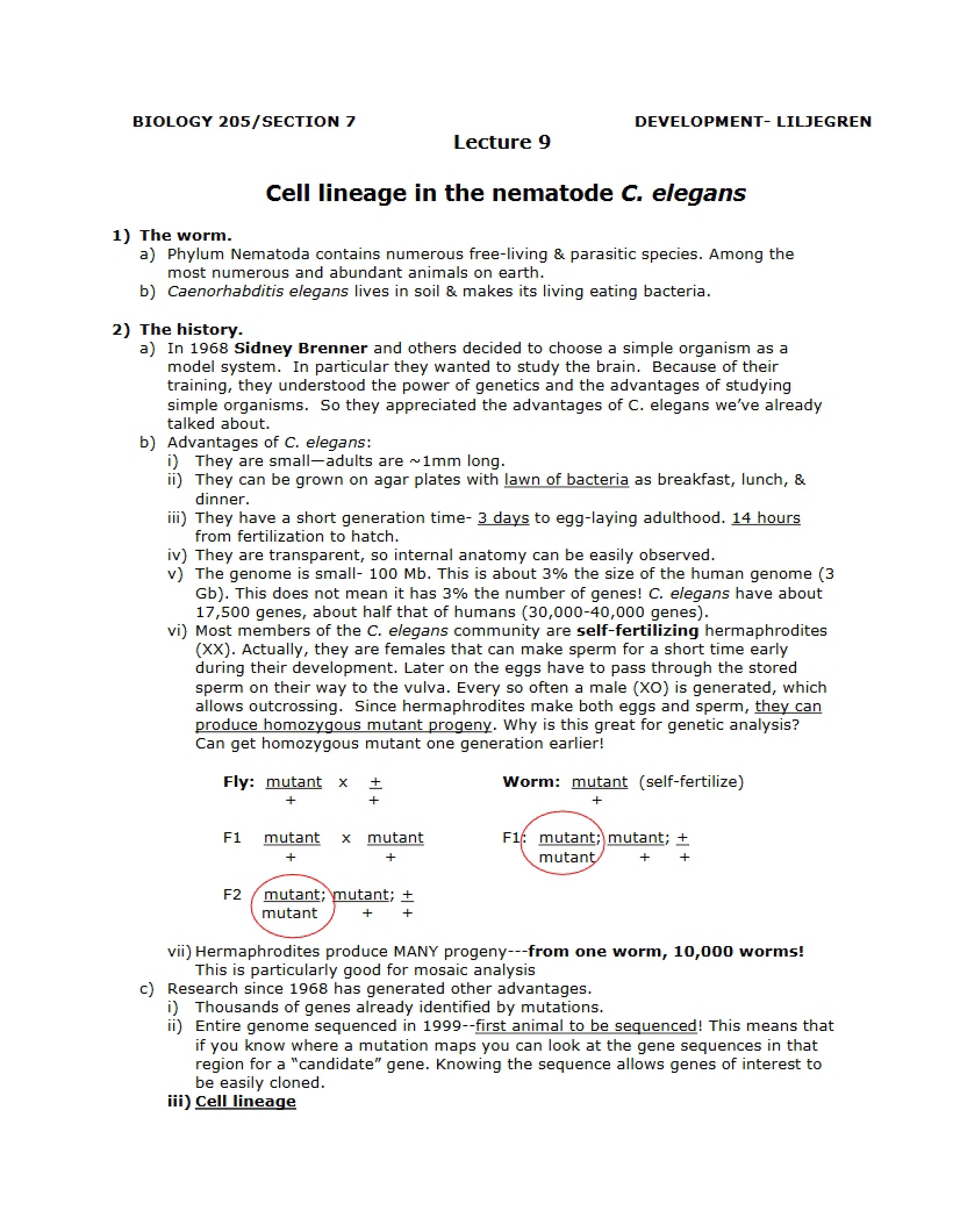 C. elegans Nematode Cell Lineage