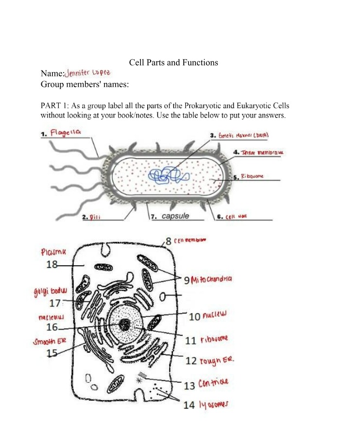 Prokaryotic and Eukaryotic Structures - Cell Parts and Functions