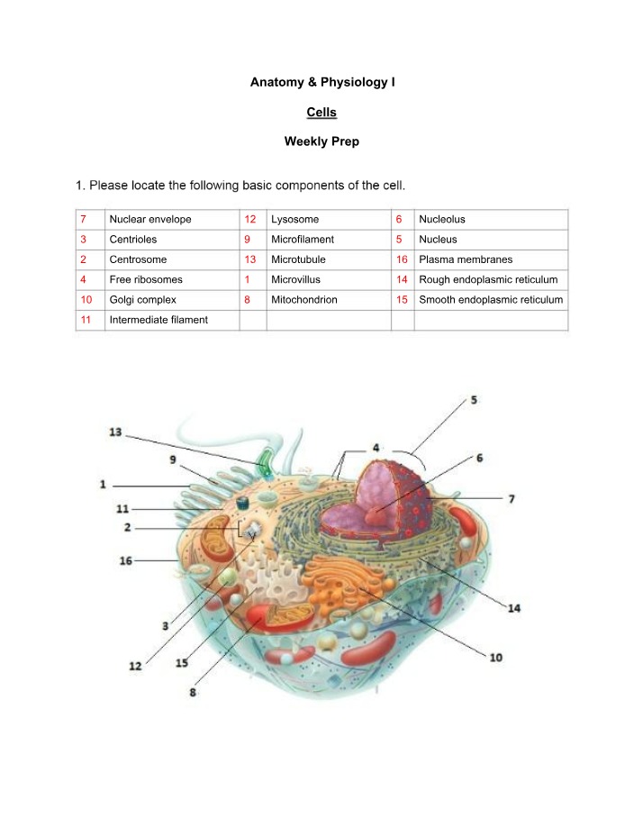 Weekly Prep for Cells