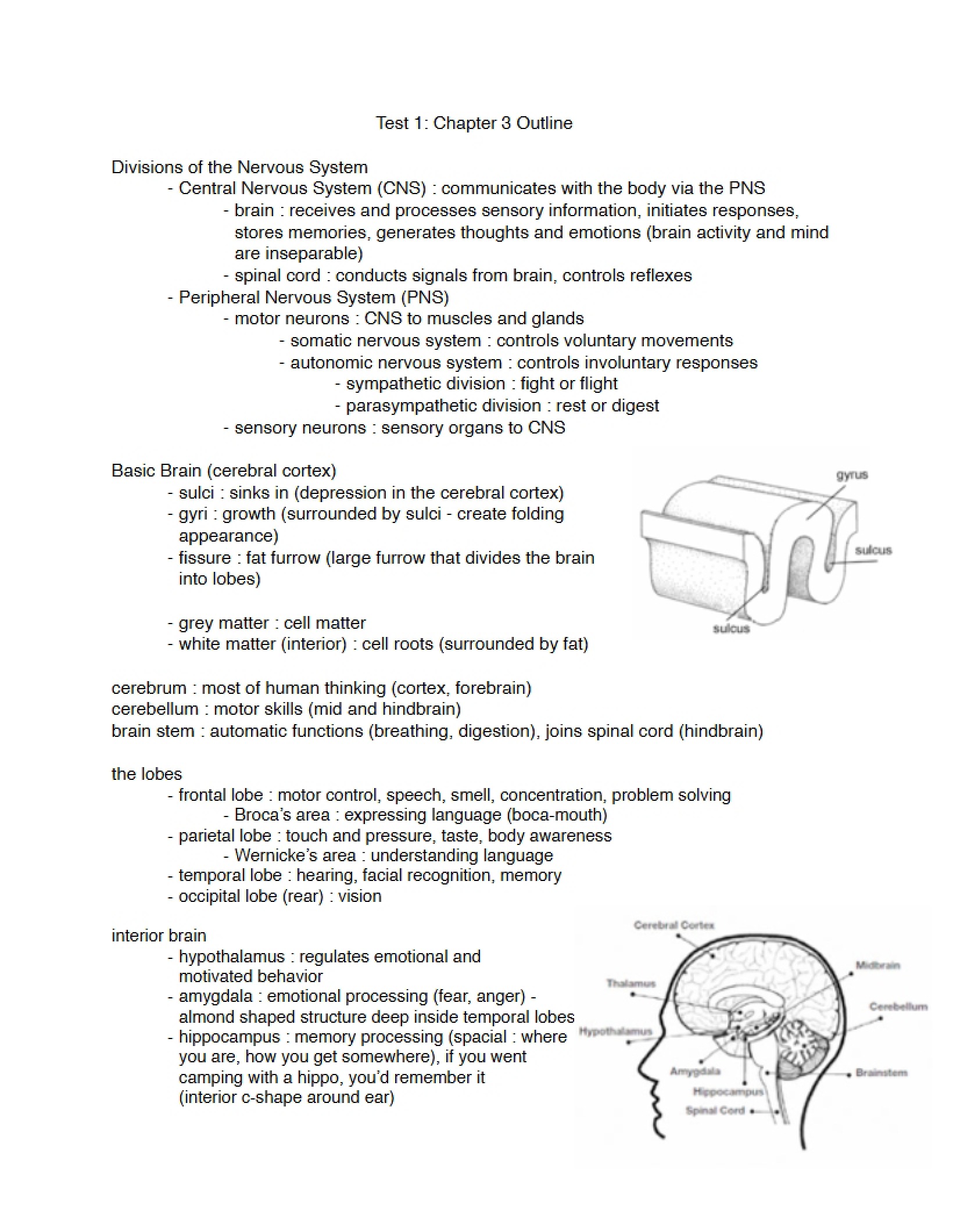 Nervous System Divisions