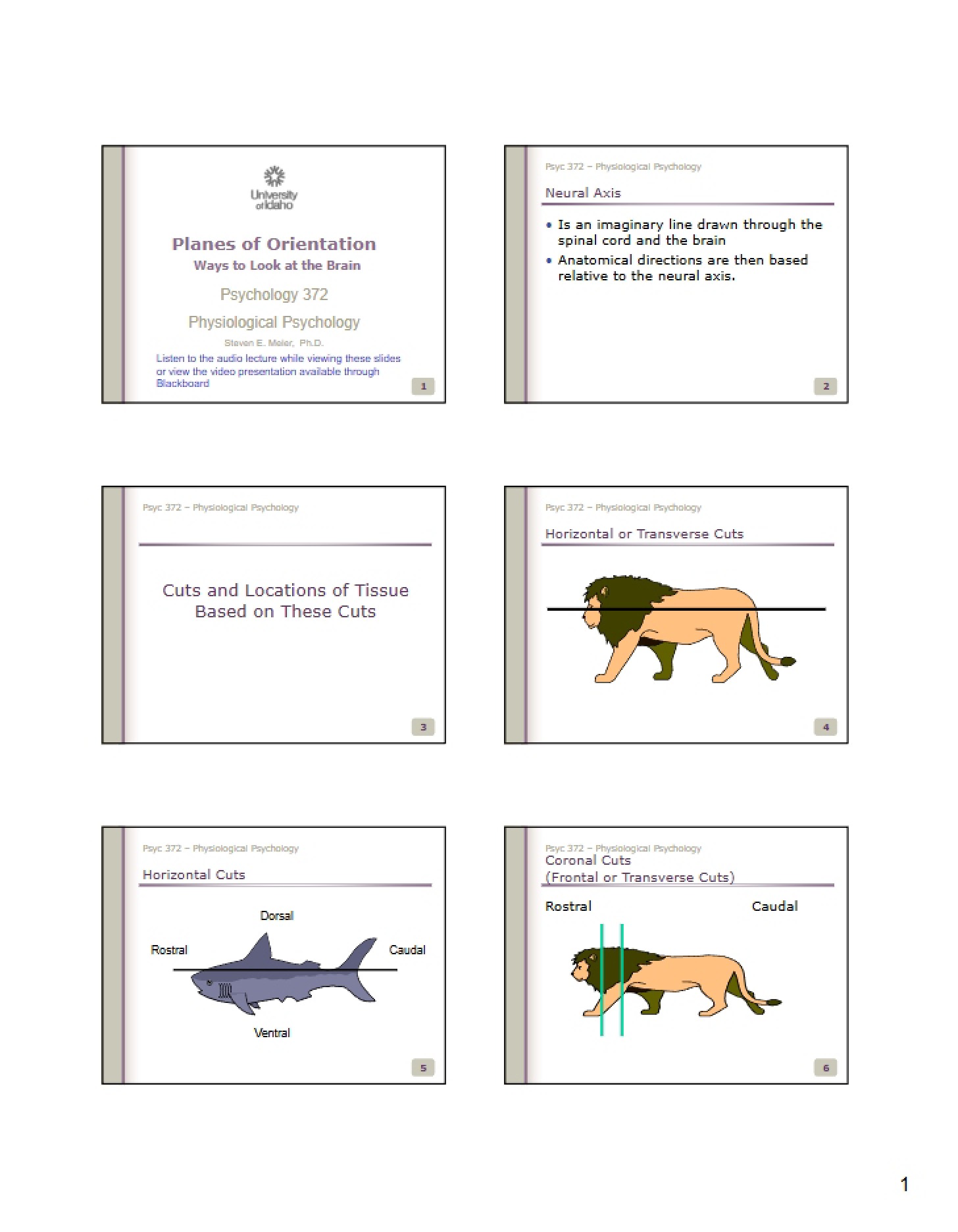 Planes of Orientation