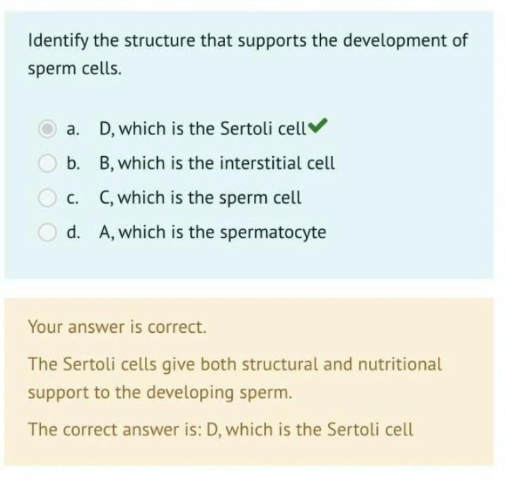 Quiz on Sperm Development and Sertoli Cells