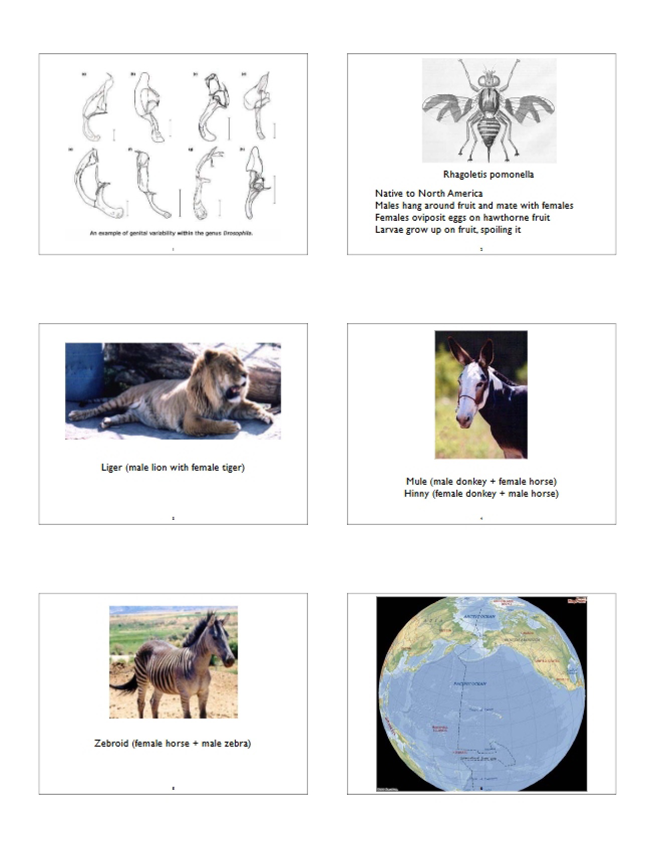 Biology 1B Lecture Summaries