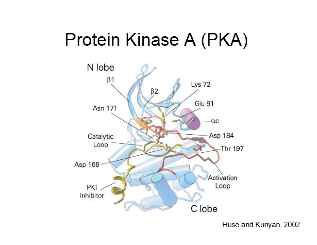 Key Topics in a Structural Biochemistry Lecture