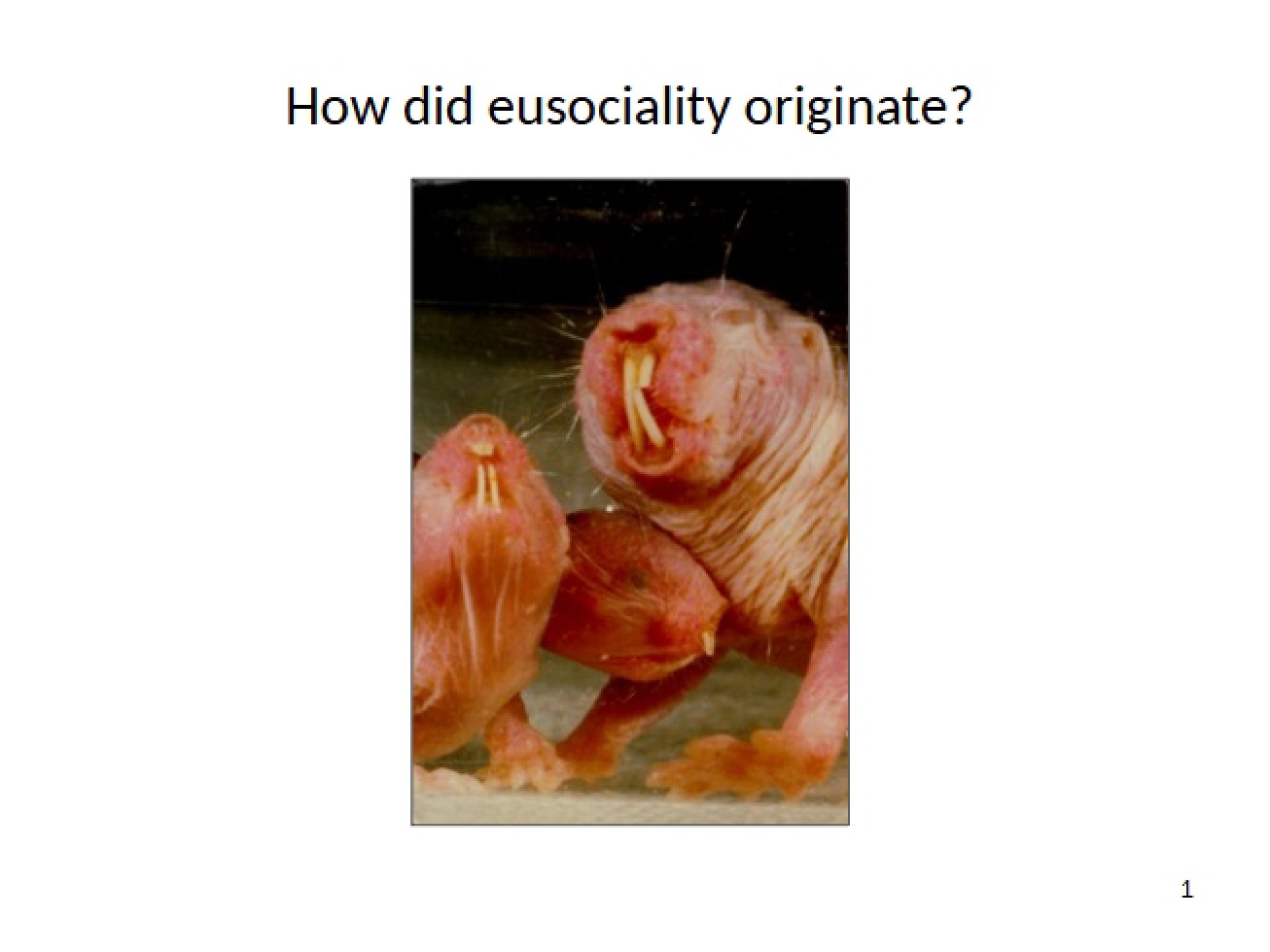 Eusociality Social Behavior II