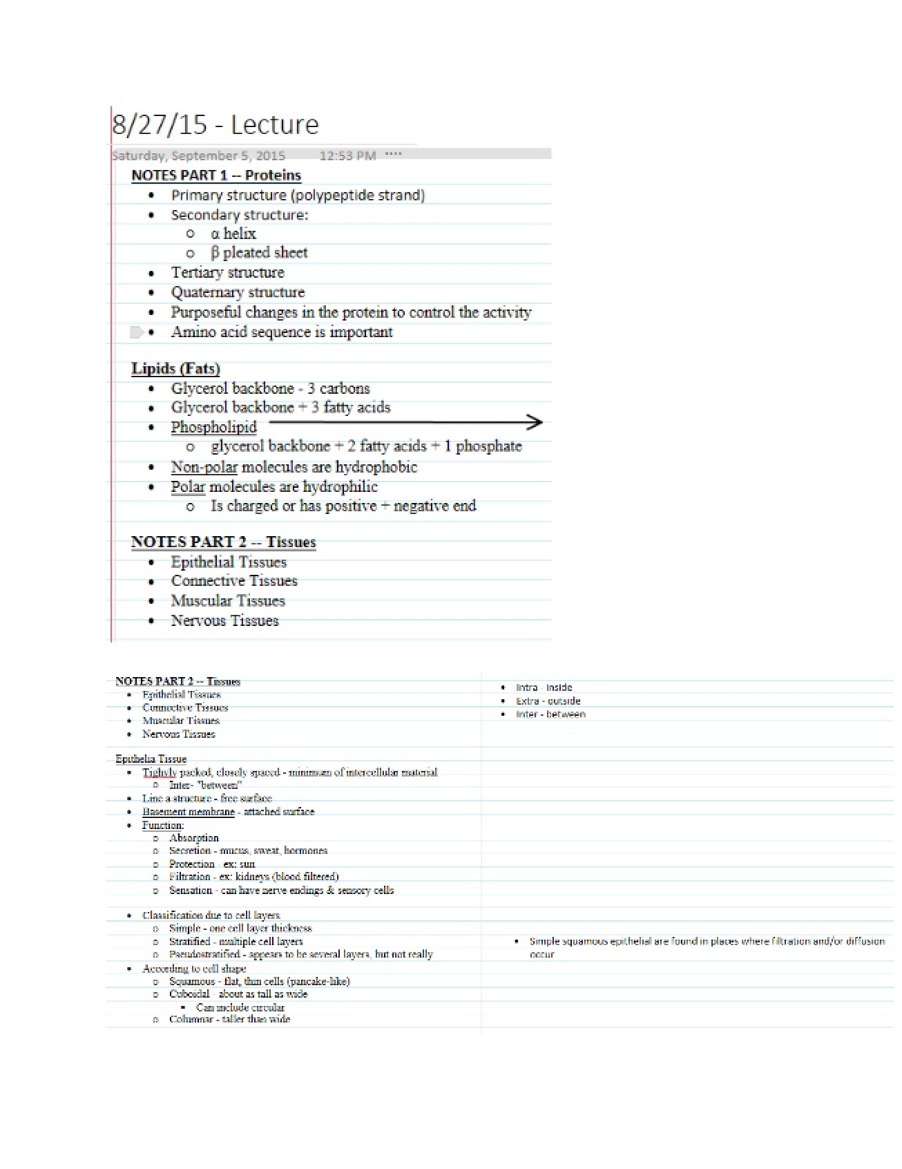 Anatomy Lecture Notes
