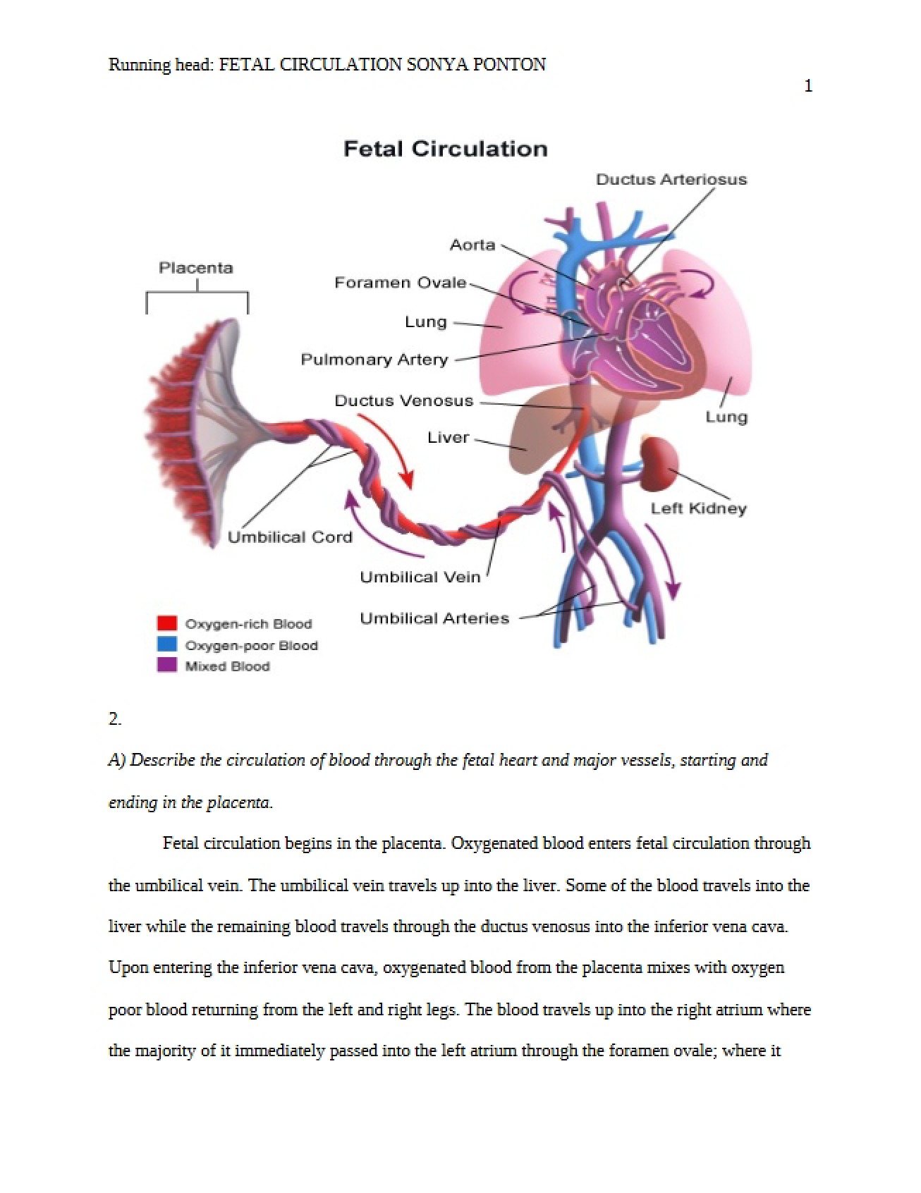 Circulation in the Fetus