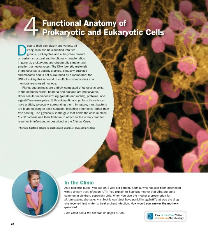 Prokaryotic and Eukaryotic Cells - Functional Anatomy