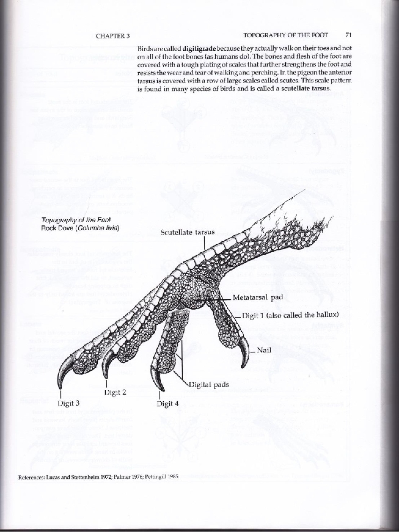 Topography of the Avian Foot
