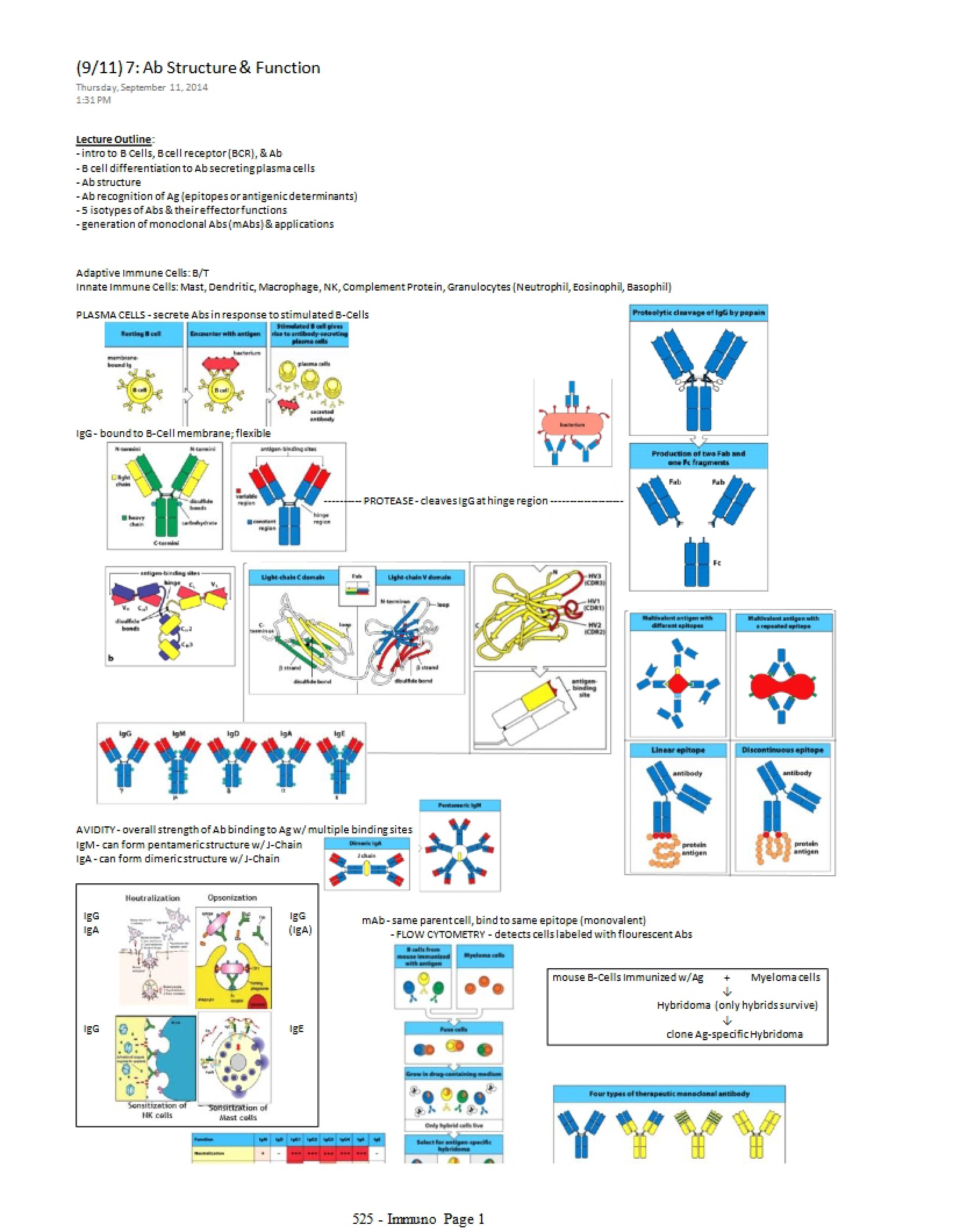 Function and Structure of Antibodies