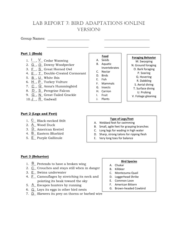 Lab Report - Bird Adaptations