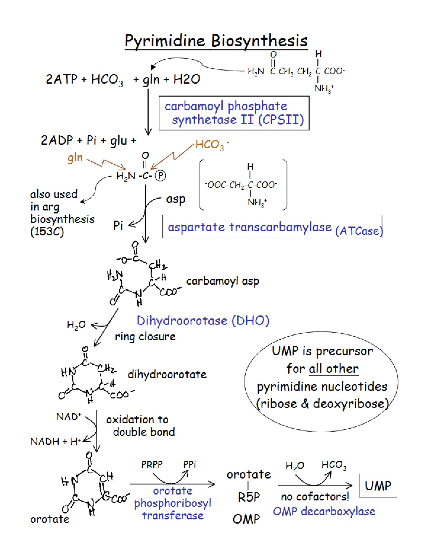 Biosynthesis of Pyrimidines