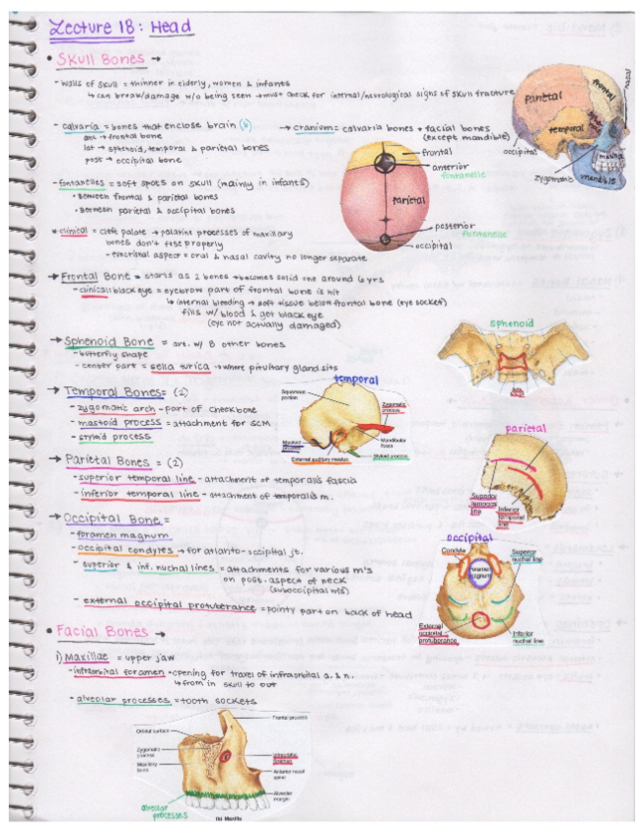 Head Anatomy Lecture 18