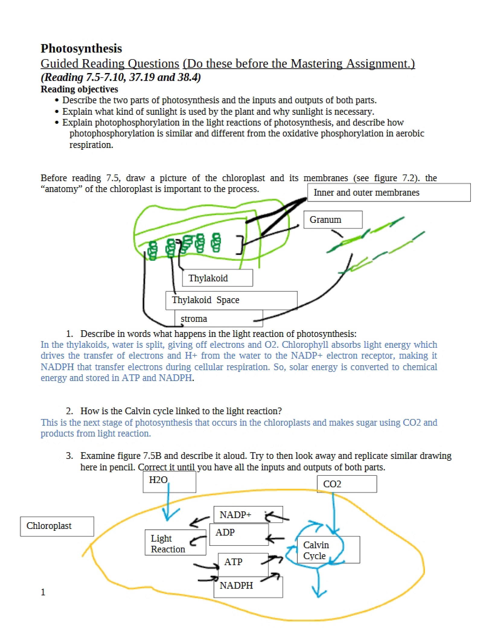 Photosynthesis Overview