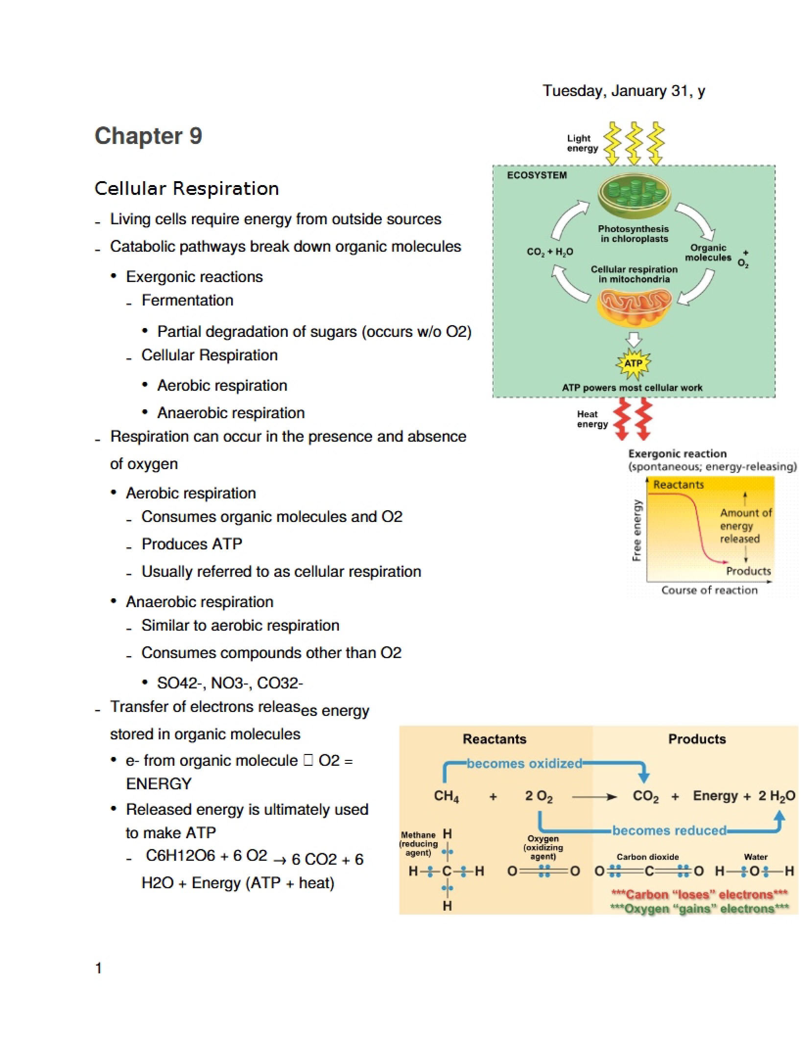 Respiration Cellular