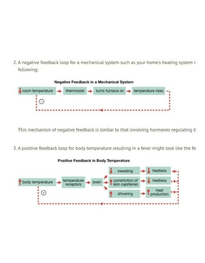 Negative and Positive Feedback Loops in Biological and Mechanical Systems