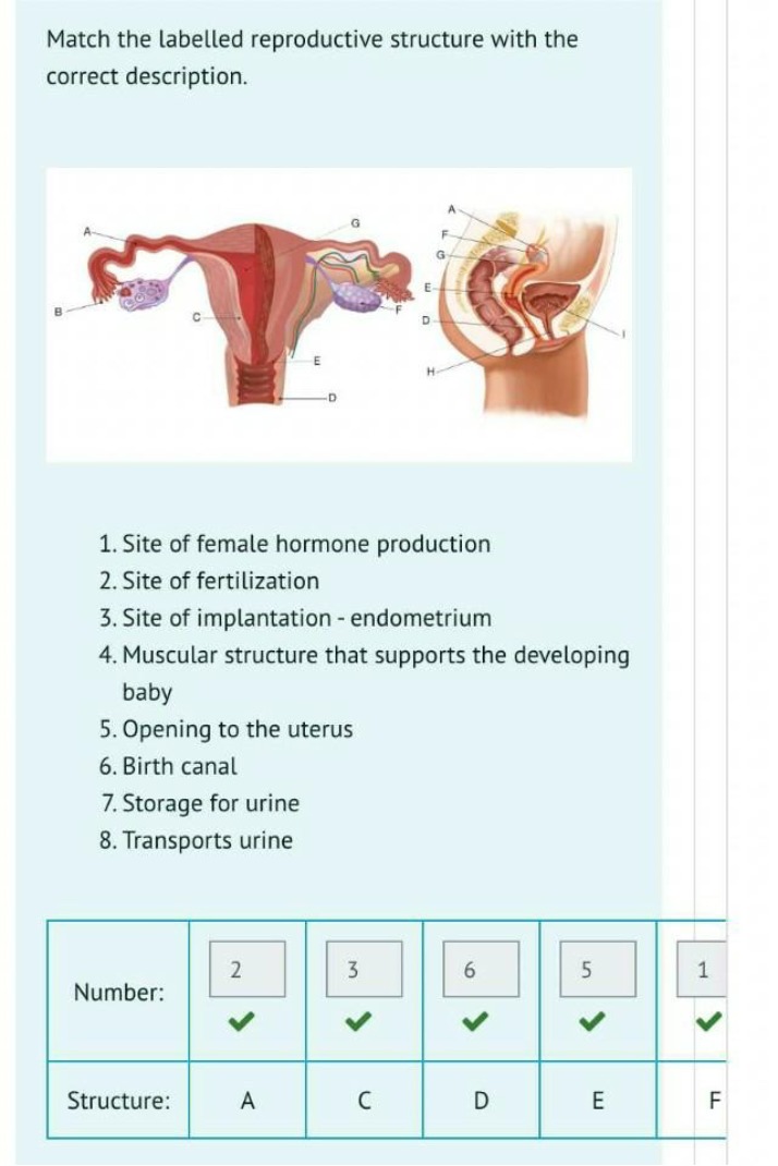 Anatomy Matching Quiz - Reproductive System