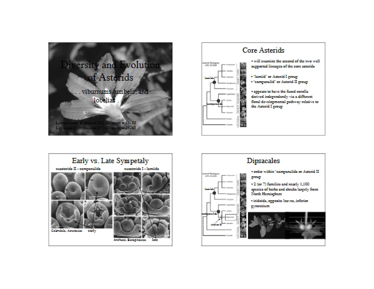 Asterids Diversity and Evolution