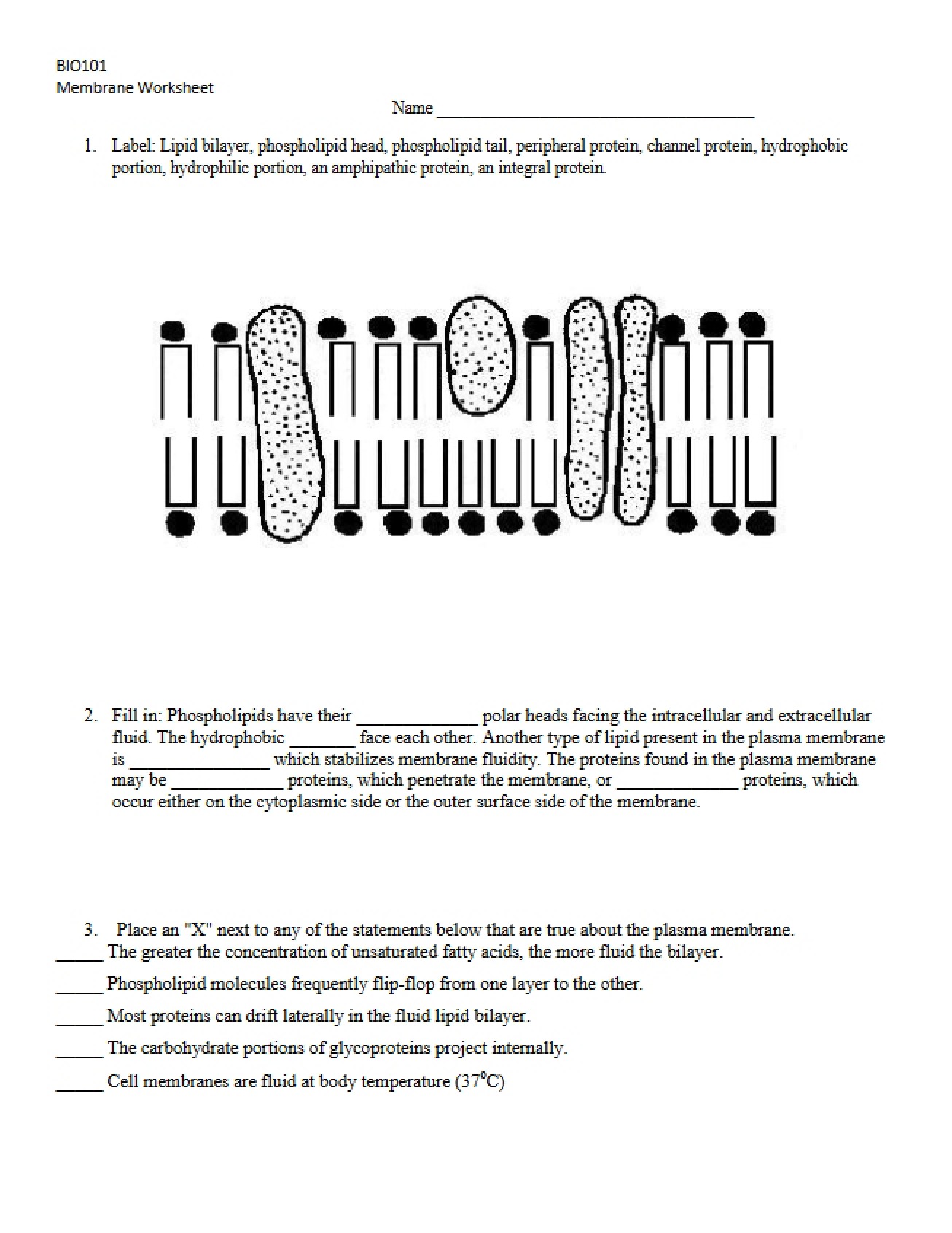 Bio 101 Worksheet Membranes