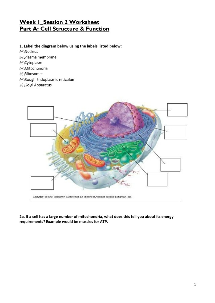 Worksheet on Cell Structure and Function