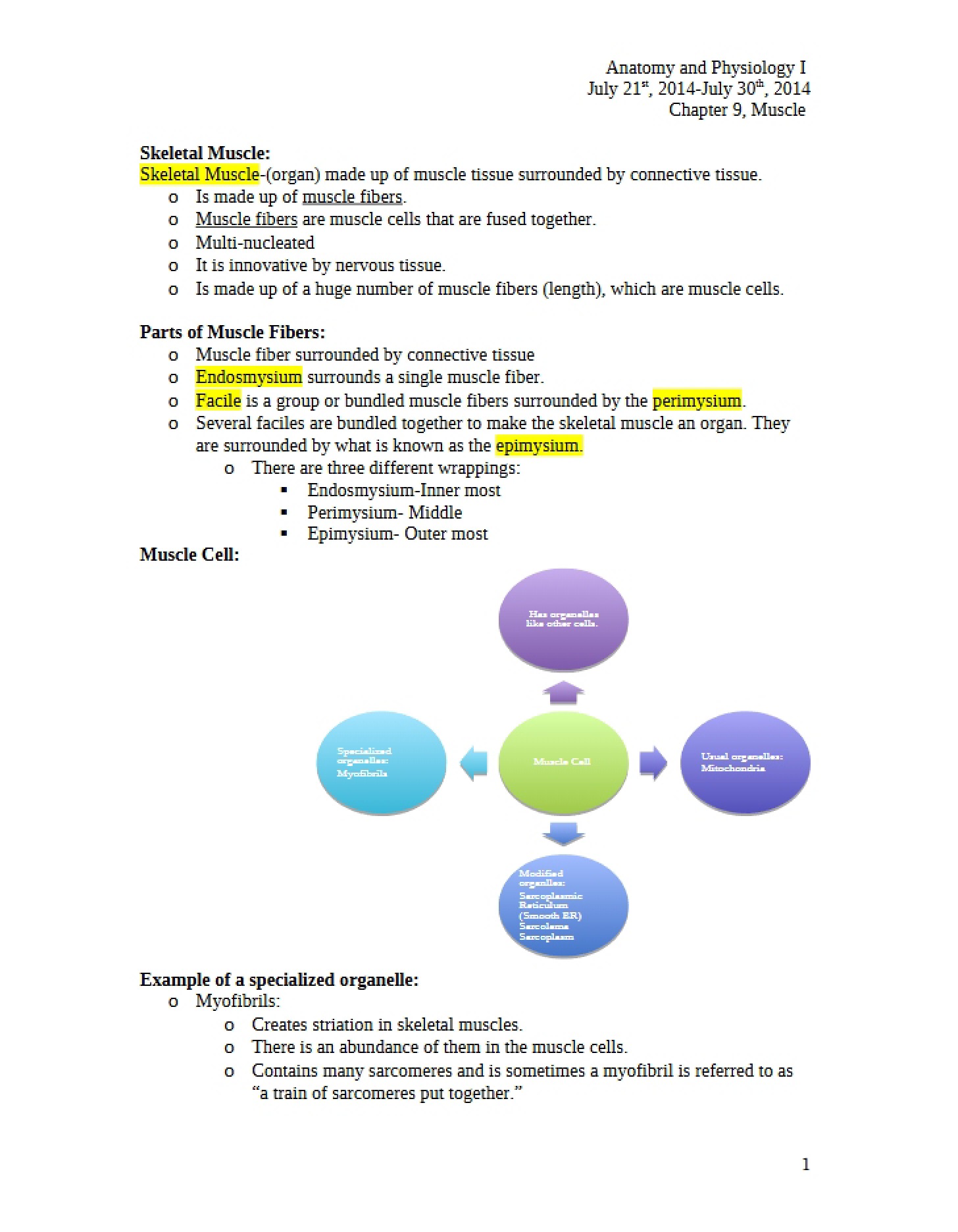 Anatomy of Skeletal Muscle