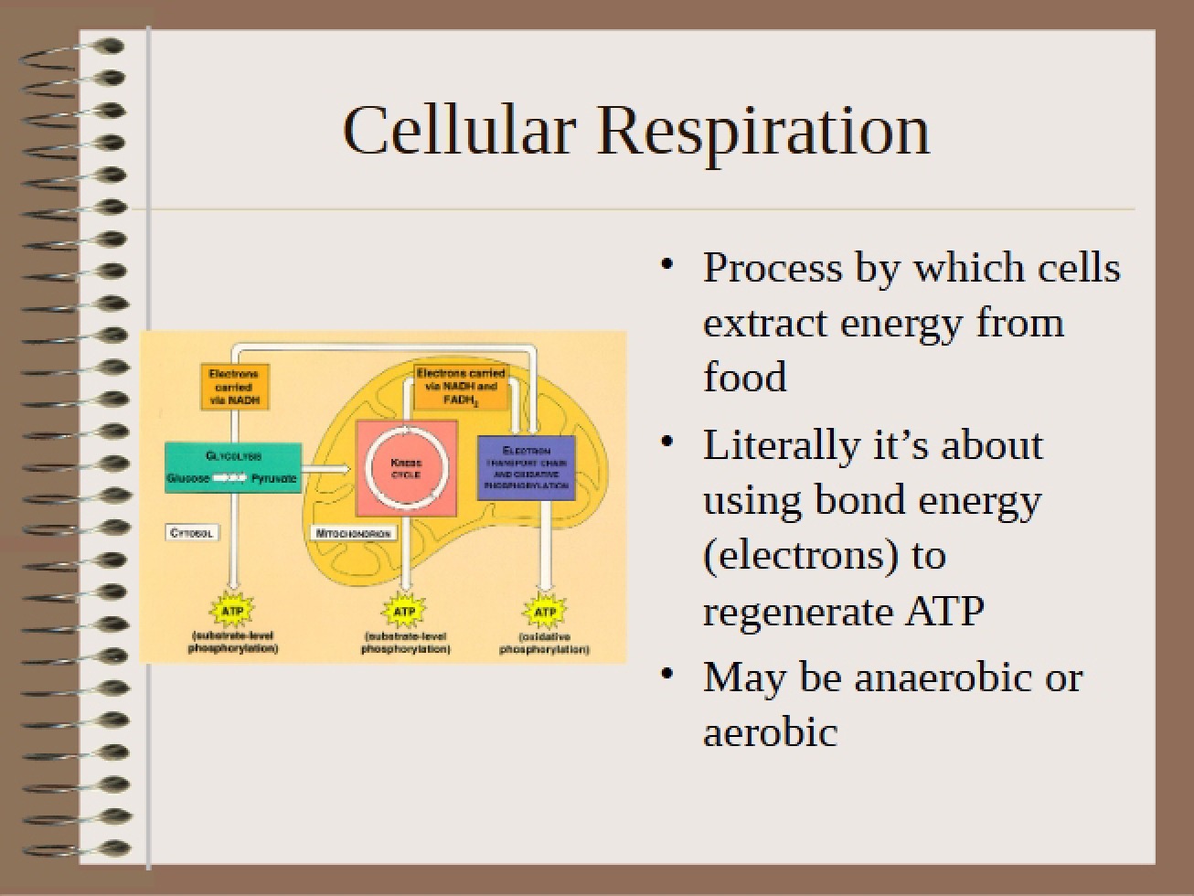 Cellular Respiration Process