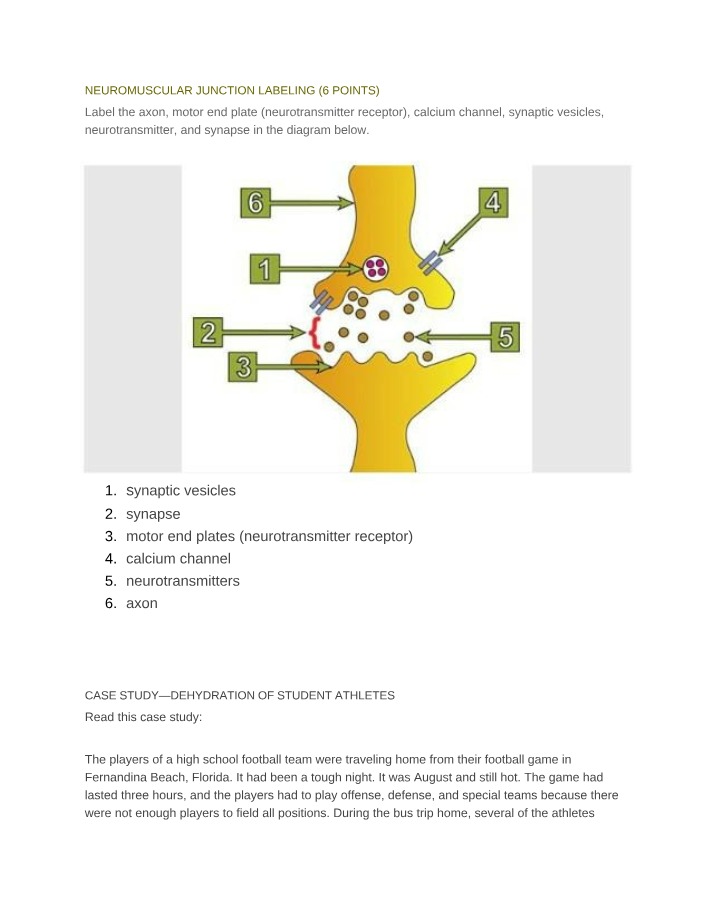 Neurotransmission at the Neuromuscular Junction