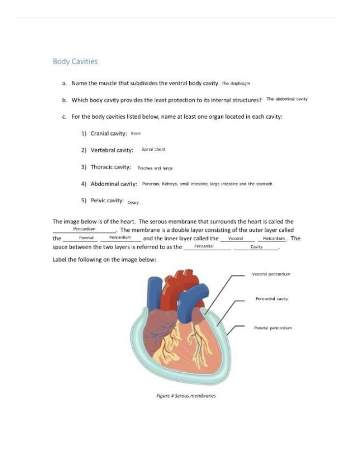 Functions and Structures of Body Cavities and Organs