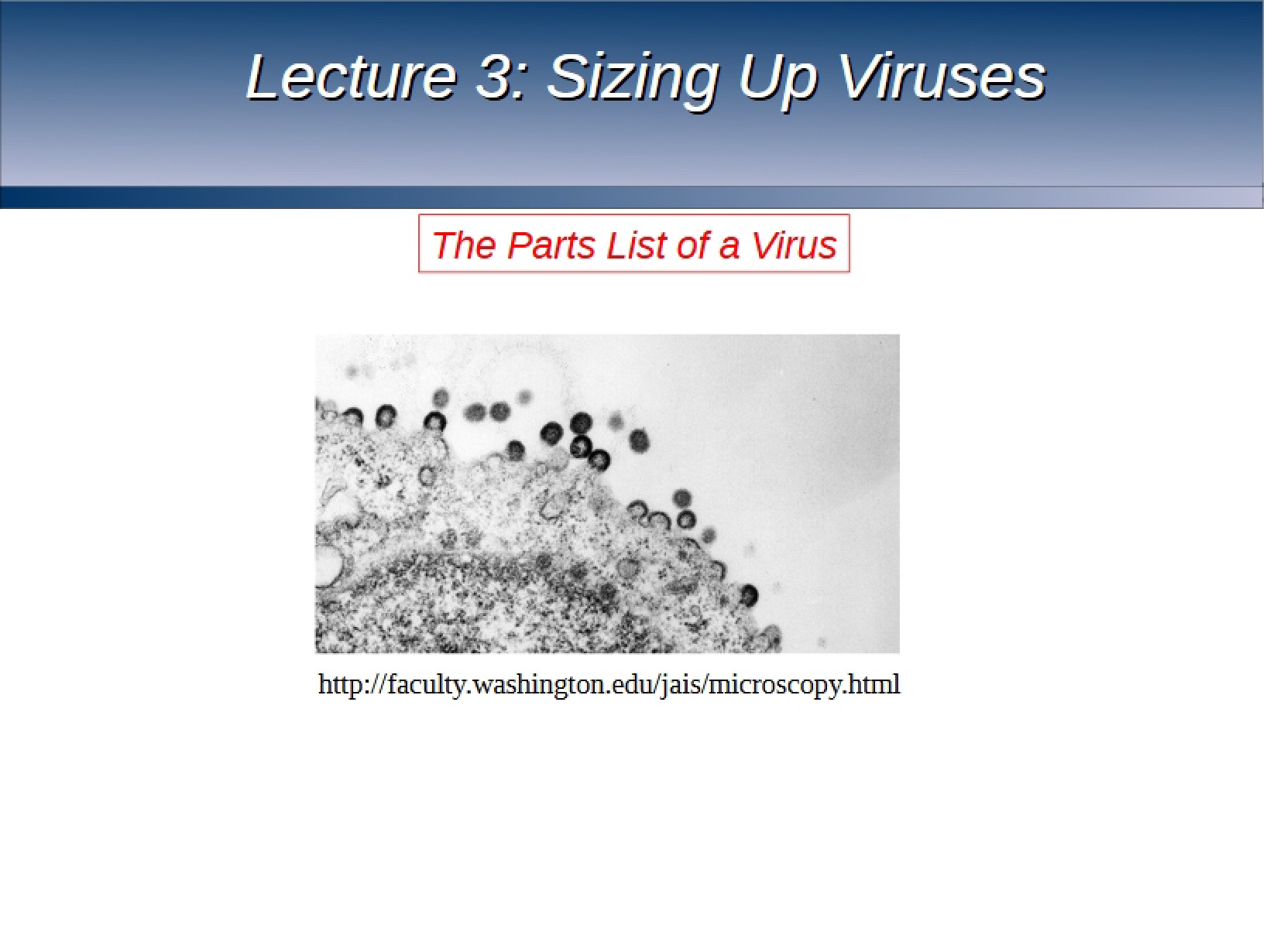 Viruses Sizing Up