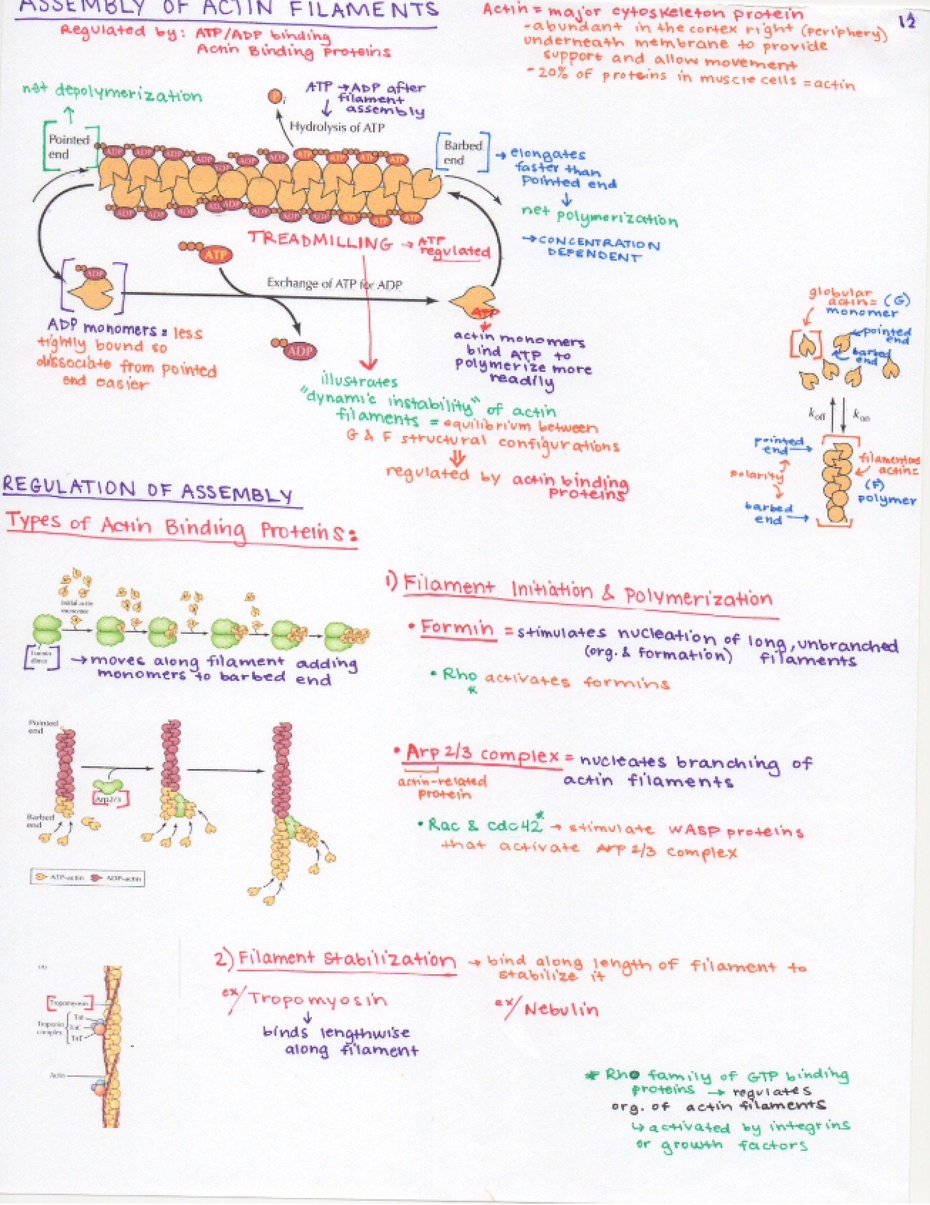 Process of Actin Filament Assembly