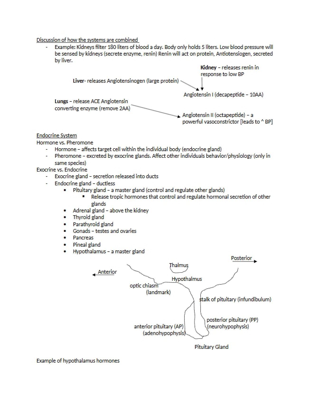 Endocrine System