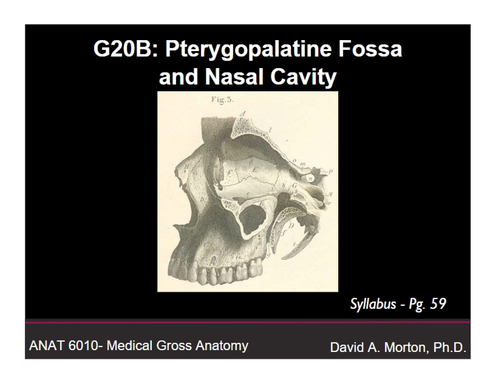 Nasal Cavity and Pterygopalatine Fossa