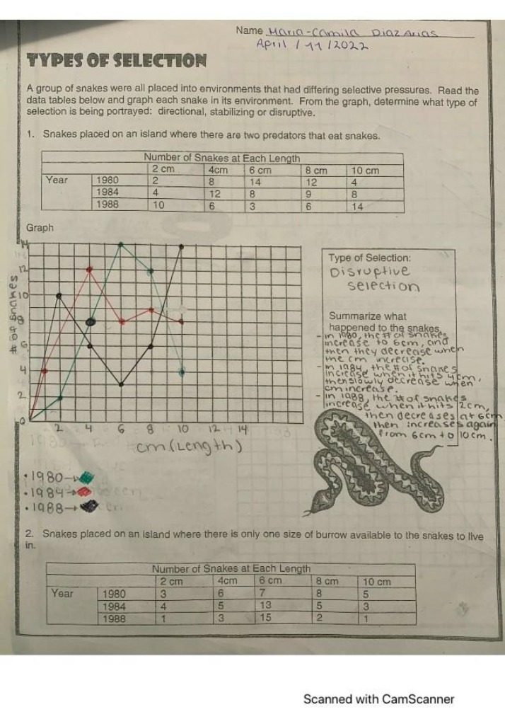 Worksheet - Types of Selection