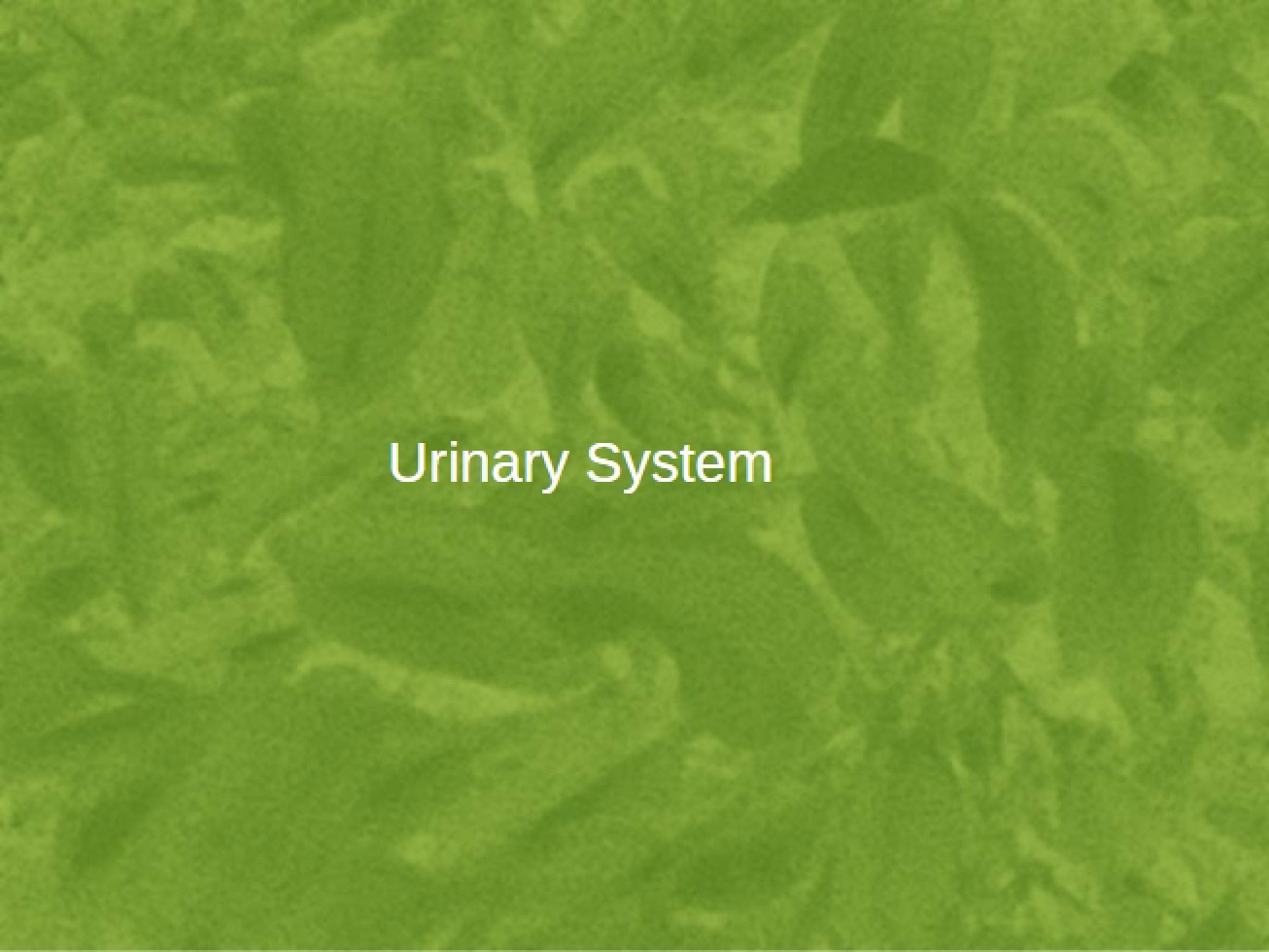 Urinary System