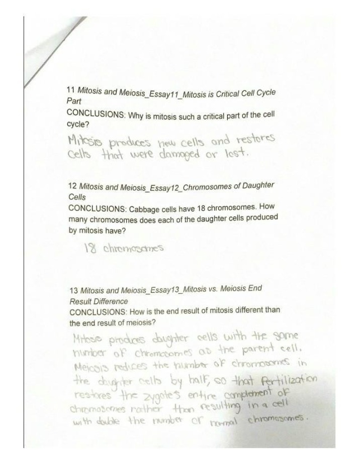 Essays on Mitosis and Meiosis