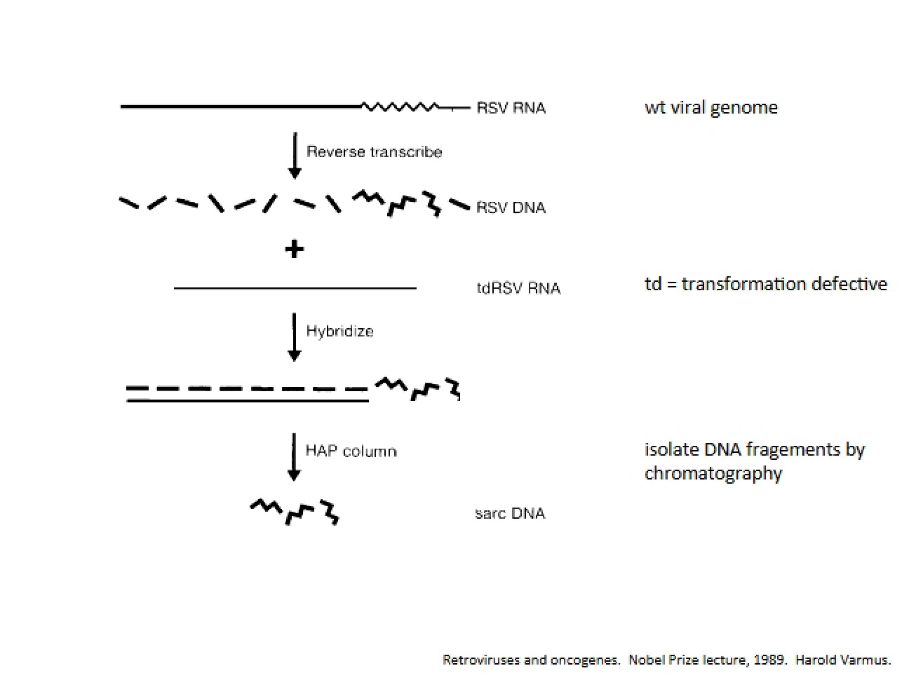 Biological Signaling