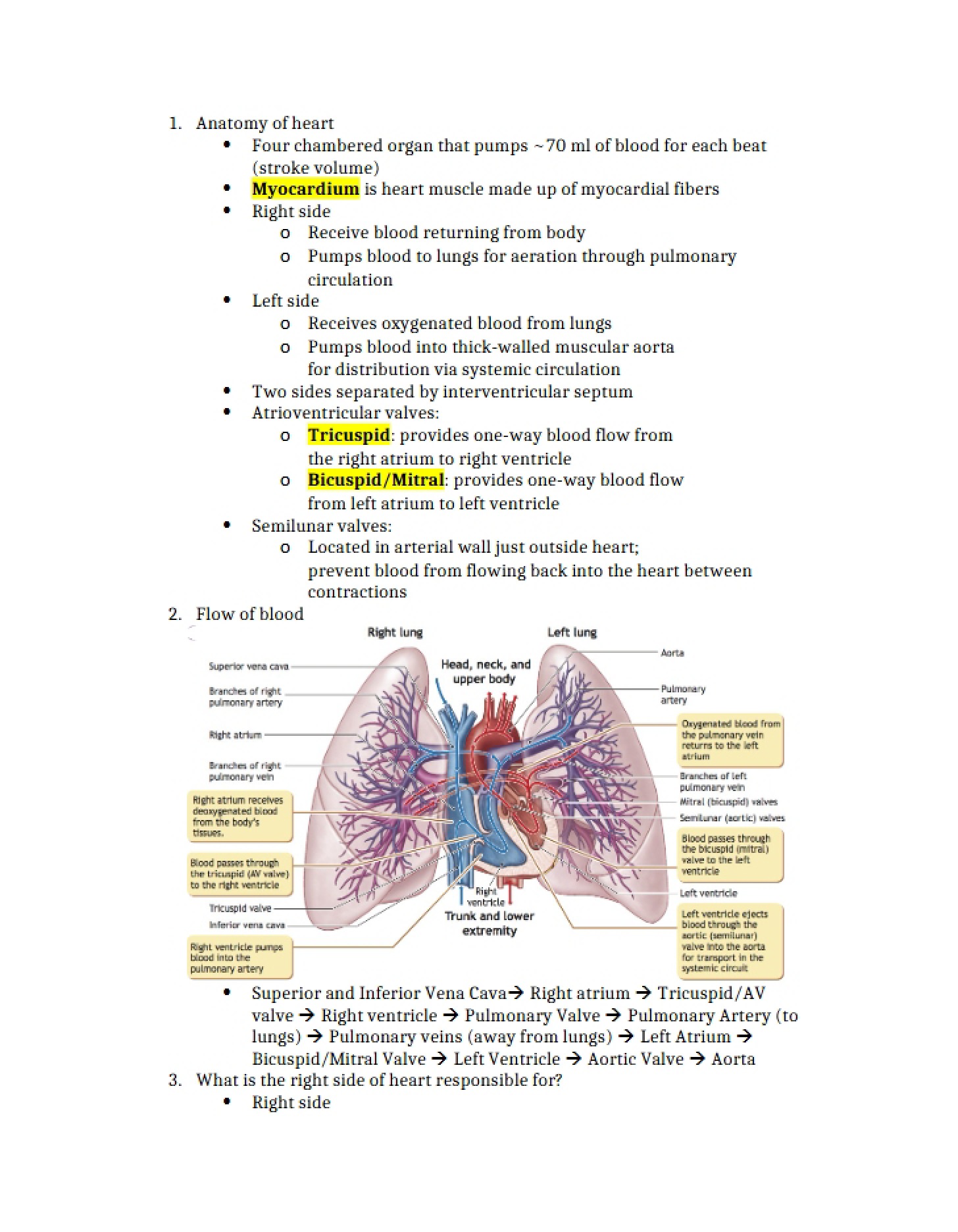 Heart Anatomy