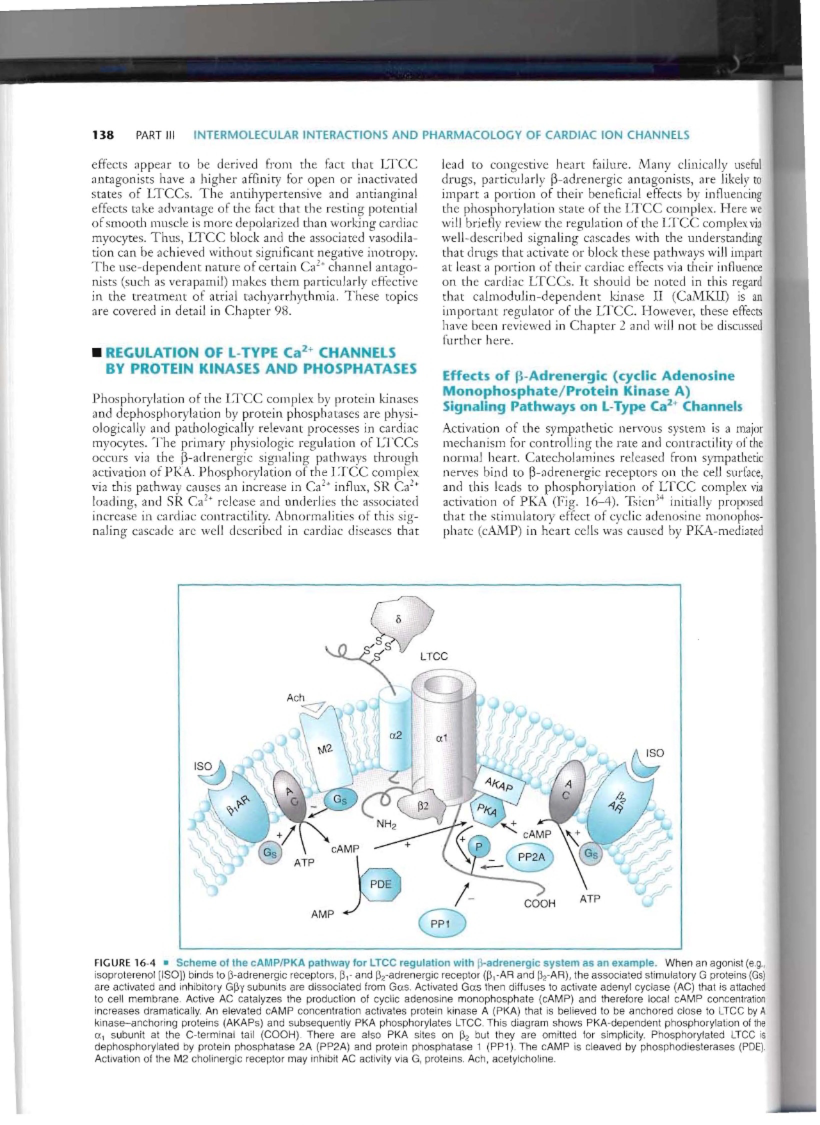 Cellular Biophysics Lecture Notes