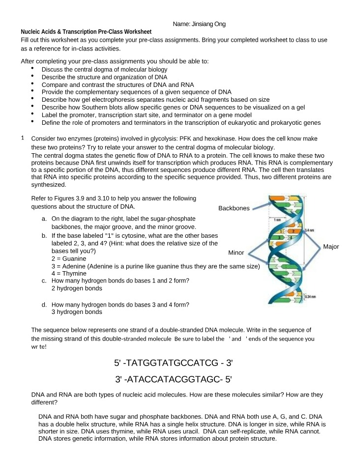 Pre-Class Worksheet on Nucleic Acids & Transcription