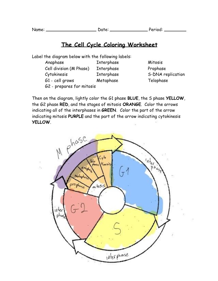 Worksheet on Cell Cycle Coloring