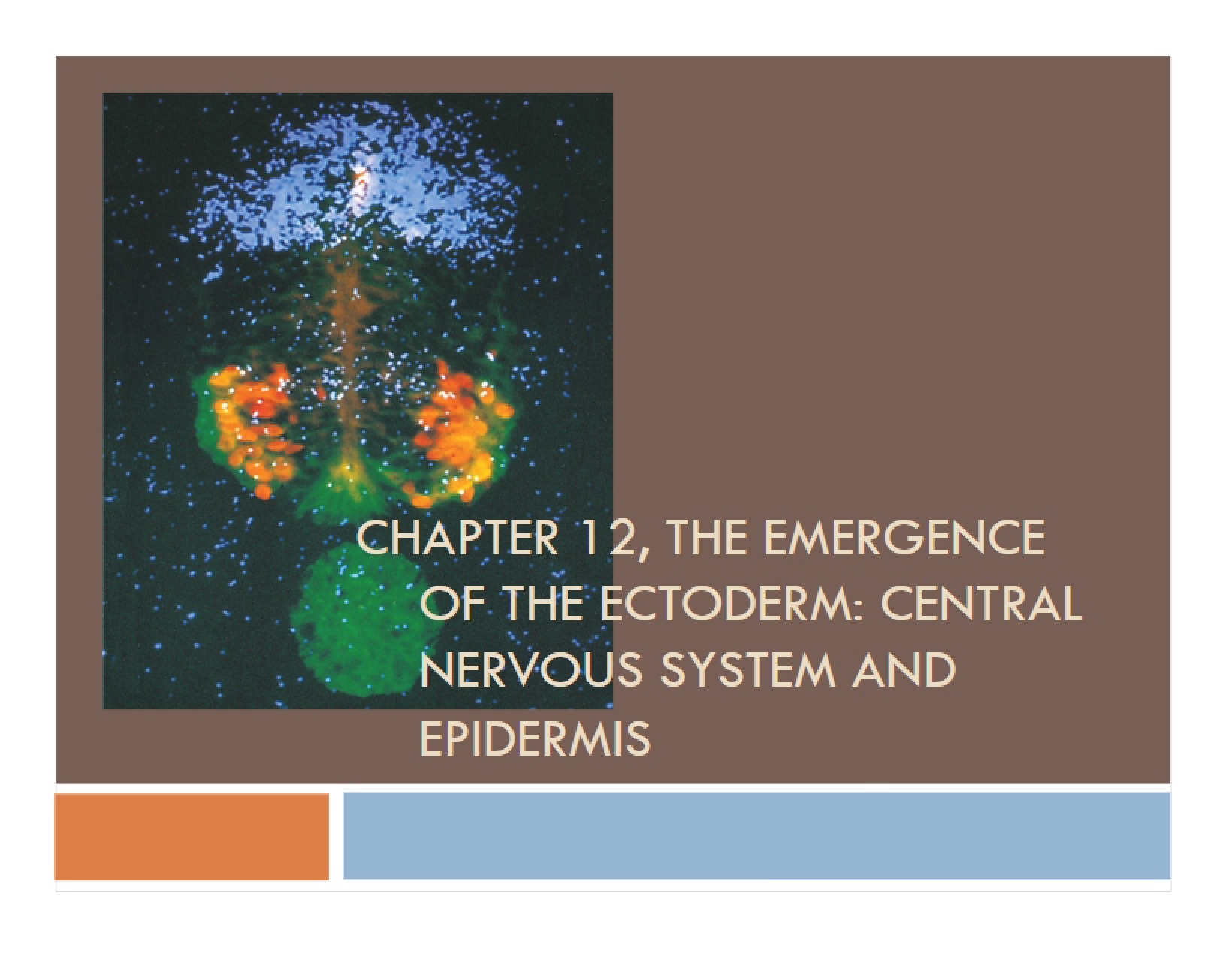 Ectoderm Emerges