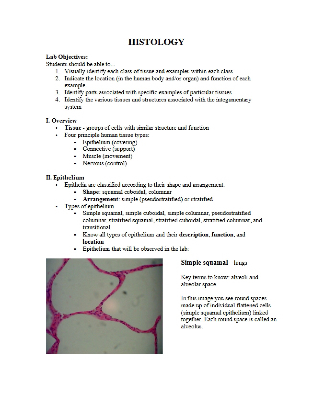 Study of Histology in Human Anatomy