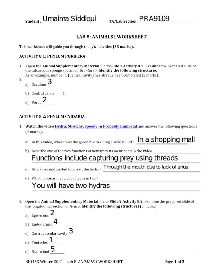 Phylum Porifera and Cnidaria Worksheet - Animals I