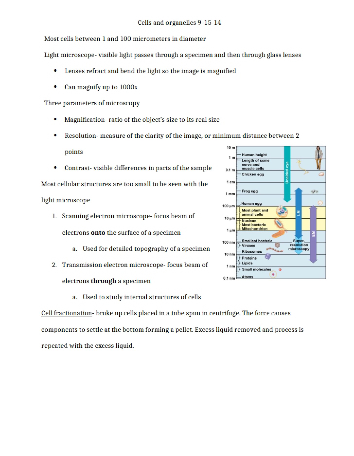 Organelles and Cells