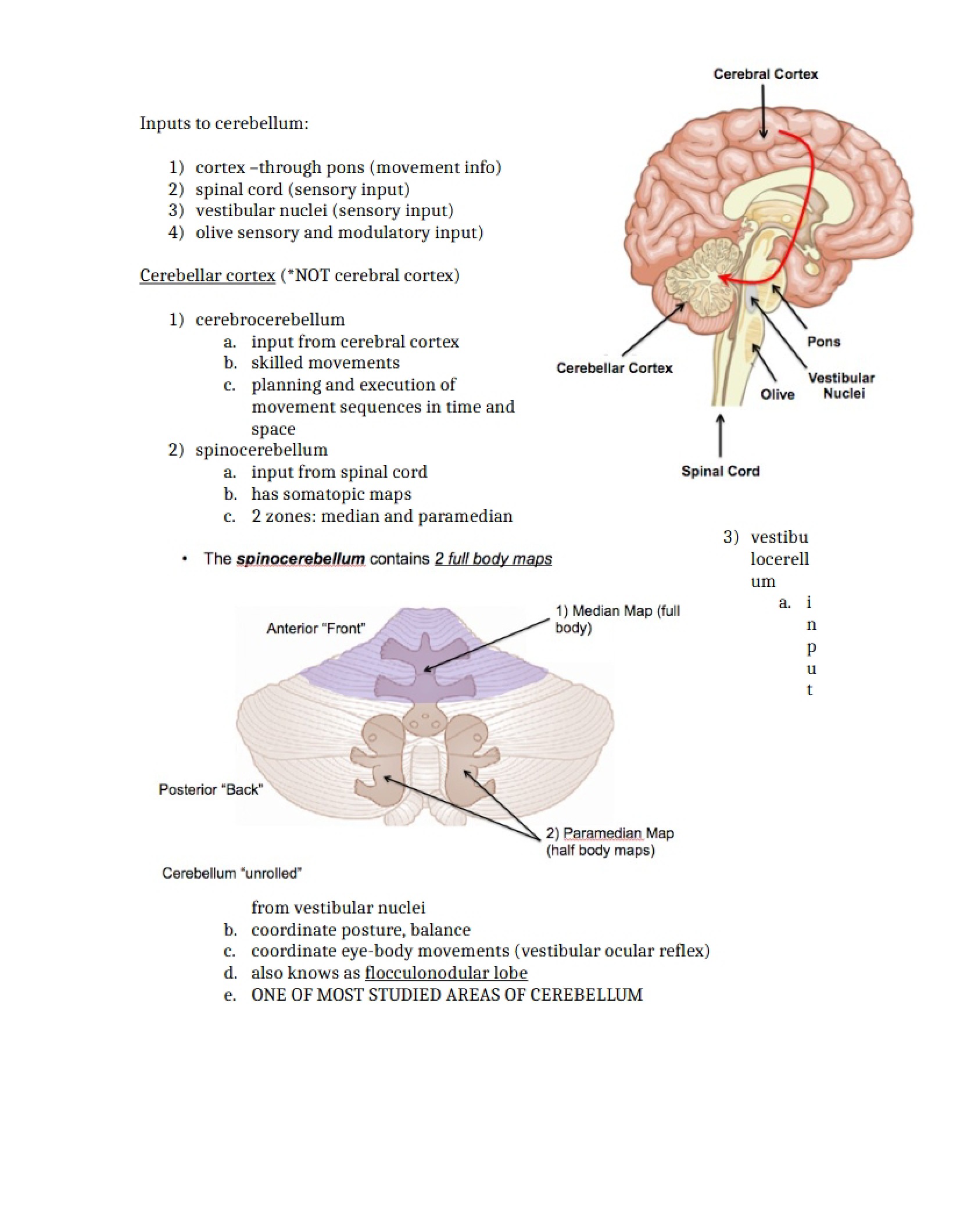 Lecture 19 Cerebellum